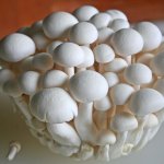 Ciupercile – un superaliment