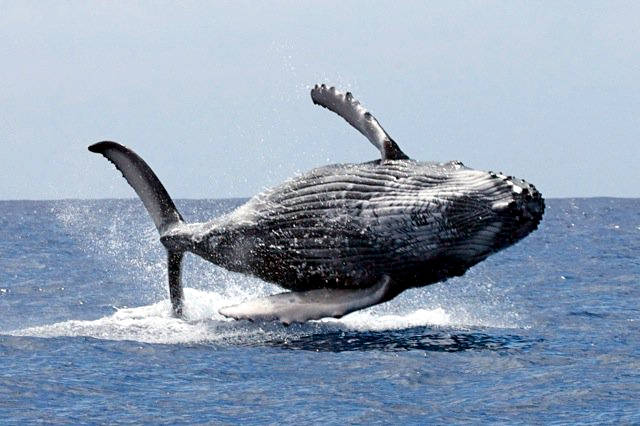 Oamenii au ucis peste 3 milioane de balene in secolul XX