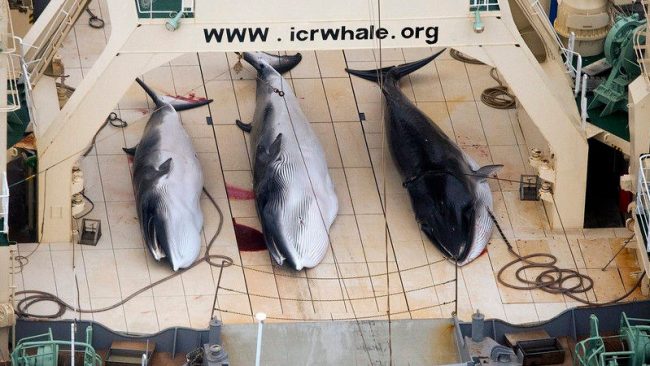 Proiectul Sanctuarului Pentru Balene, Delfini si Marsuini, Blocat la IWC